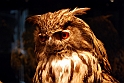 Museo Di Scienze Naturali - Animali 72